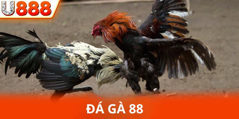 Đá gà 88